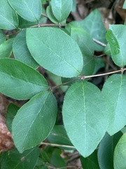 Lonicera fragrantissima
