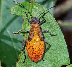 Serinethinae
