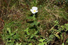 Cistus psilosepalus