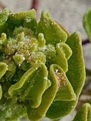 Tetragonia decumbens