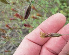 Brickellia coulteri