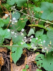 Tiarella