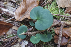 Soldanella montana