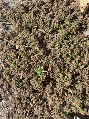 Euphorbia maculata