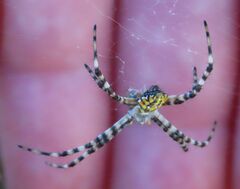 Argiope australis
