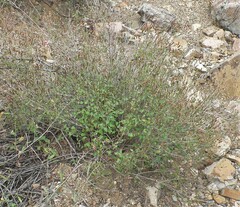 Brickellia coulteri