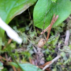 Amilenus aurantiacus