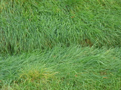 Agrostis stolonifera