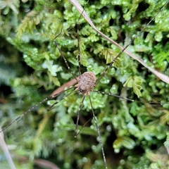 Amilenus aurantiacus