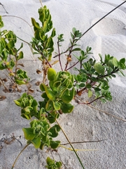 Tetragonia decumbens