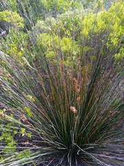 Thamnochortus insignis