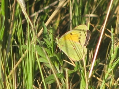 Colias electo electo