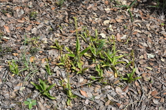 Orchis anthropophora