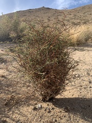 Eriogonum plumatella