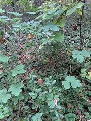 Pueraria montana