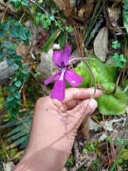 Pinguicula moranensis