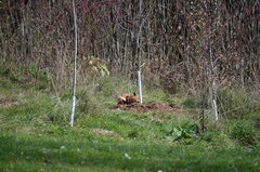 Vulpes vulpes