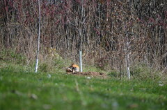 Vulpes vulpes