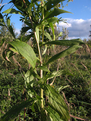 Solidago × snarskisii