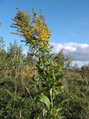 Solidago × snarskisii