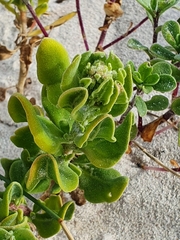 Tetragonia decumbens