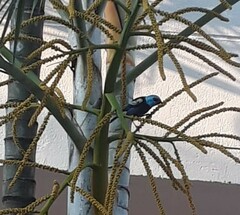 Stilpnia cyanicollis