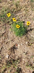 Thelesperma filifolium