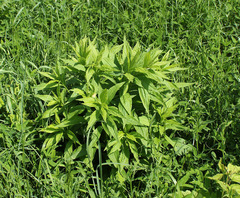 Solidago × snarskisii