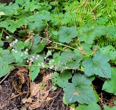 Tiarella