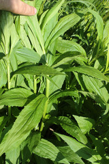 Solidago × snarskisii