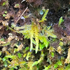 Calliergonella cuspidata