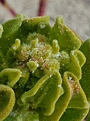 Tetragonia decumbens
