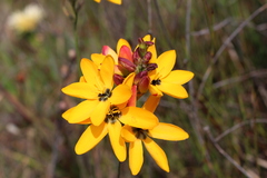 Ixia dubia