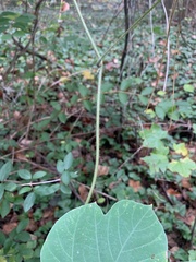 Pueraria montana