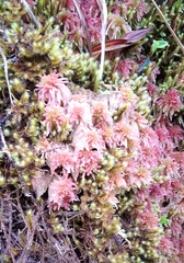 Sphagnum magellanicum