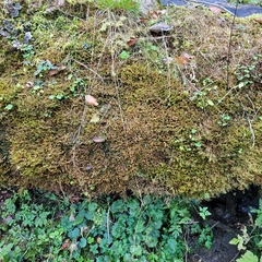 Calliergonella cuspidata