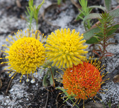 Leucospermum prostratum