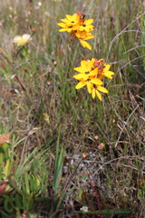 Ixia dubia