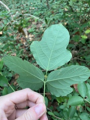 Pueraria montana