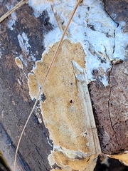 Trichaptum subchartaceum