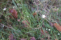 Stellaria graminea