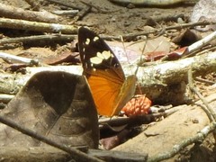 Aterica rabena
