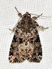 Callopistria latreillei
