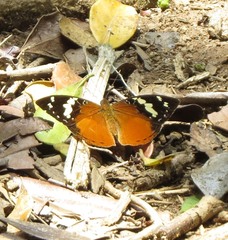 Aterica rabena