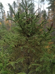 Picea mariana