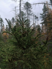 Picea mariana