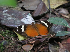Aterica rabena