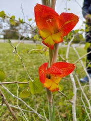 Gladiolus dalenii