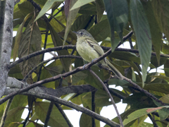 Tolmomyias sulphurescens