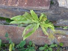 Asplenium scolopendrium scolopendrium